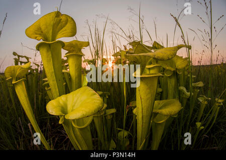 The Yellow pitcherplant (Sarracenia flava) is an unusual predatory plant found in the Southeast USA. It supplements its nutrition by eating insects. Stock Photo