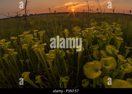 The Yellow pitcherplant (Sarracenia flava) is an unusual predatory plant found in the Southeast USA. It supplements its nutrition by eating insects. Stock Photo