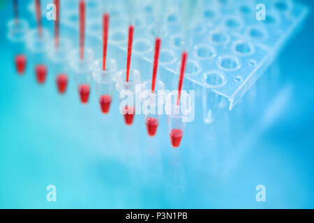 Multichannel pipette tips filled in with red reaction mixture to amplify DNA in plastic wells, text space Stock Photo