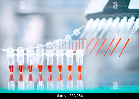 DNA amplification test and reaction mixture in multichannel automatic pipette, molecular biology background with text space Stock Photo