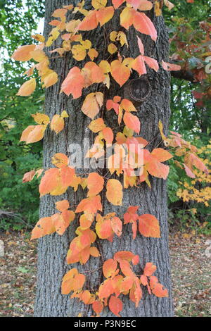 Fall foliage of the Poison Ivy (toxicodendron radicans) vine climbing up the trunk of a mature Oak tree in the backyard of a Pennsylvania home. Stock Photo