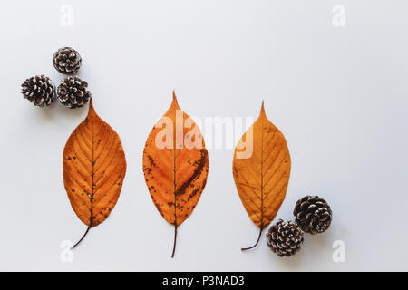 Landscape format banner with pine cones and orange leaves on a white background. Winter/Christmas concept. Stock Photo