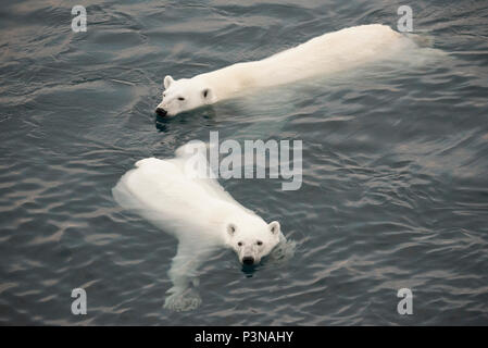 Polar Bear (Ursus maritimus) mother and two year old cub swimming, Arctic