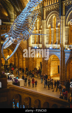 London, UK - December 2017.   The new Hintze hall in the Natural History Museum featuring a blue whale skeleton. Portrait format. Stock Photo