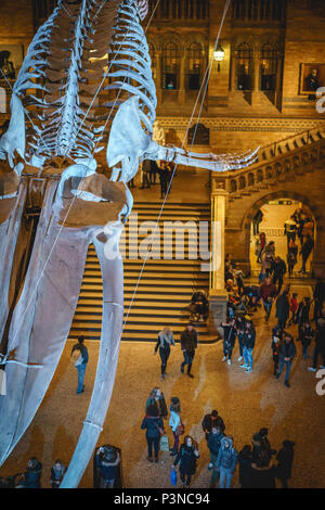 London, UK - December 2017.   The new Hintze hall in the Natural History Museum featuring a blue whale skeleton. Portrait format. Stock Photo