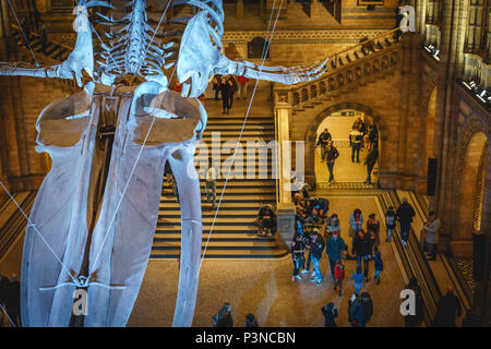 London, UK - December 2017.   The new Hintze hall in the Natural History Museum featuring a blue whale skeleton. Landscape format. Stock Photo