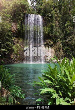 Water cascading over a cliff at the Millaa Milla waterfall in Tropical North Queensland Australia near Cairns Stock Photo