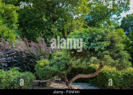 Beautiful decoration and ornamental green tree in nature park. Garden landscape in spring time concept. Close up, selective focus Stock Photo