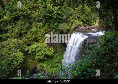 Waterfall running through dense rainforest jungle at Zillie falls in Tropical North Queensland Australia Stock Photo