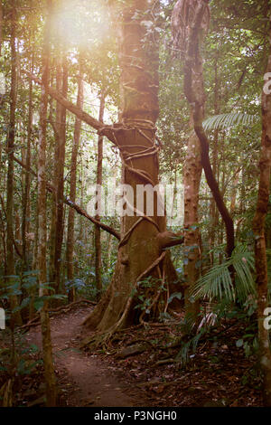 Grand old tree wrapped in liana vines in the Daintree Rainforest beside a dirt track Stock Photo