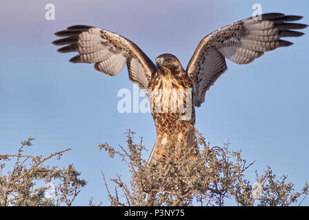 Red-backed Hawk (Buteo polyosoma) landing, Argentina