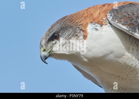 Red-backed Hawk (Buteo polyosoma), Puerto Madryn, Argentina