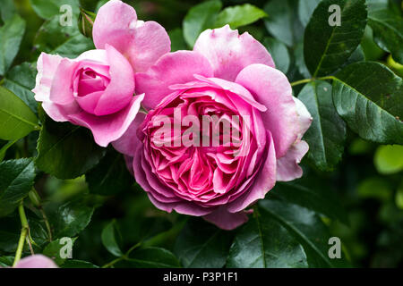 Beautiful pink rose growing in garden at summer Stock Photo - Alamy