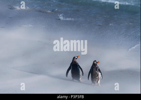 Gentoo Penguin (Pygoscelis papua) pair on windy beach, Dunbar Island, Falkland Islands