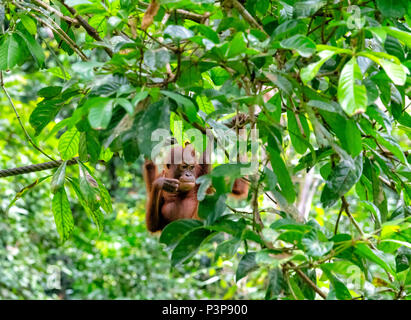 Wild baby Orang-utan hanging from a man-made rope at the Sepilok Orang-utan Rehabilitation Centre in Sepilok, Sandakan, Borneo, Malaysia Stock Photo