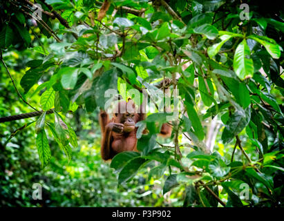 Wild baby Orang-utan hanging from a man-made rope at the Sepilok Orang-utan Rehabilitation Centre in Sepilok, Sandakan, Borneo, Malaysia Stock Photo