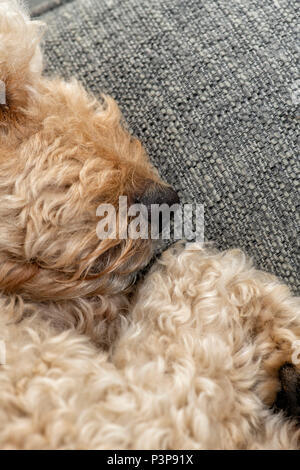 Close up of the nose and mouth of a beige coloured Labradoodle dog as it sleeps