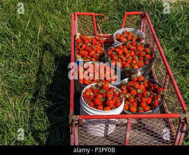 bucket and bowls of freshly picked red strawberries in steel garden cart in a farm field Stock Photo