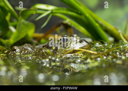 American Bullfrog (Rana catesbeiana) male in wetland, North America
