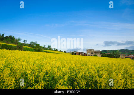 Spring colza rural landscape in Catalonia, Spain Stock Photo
