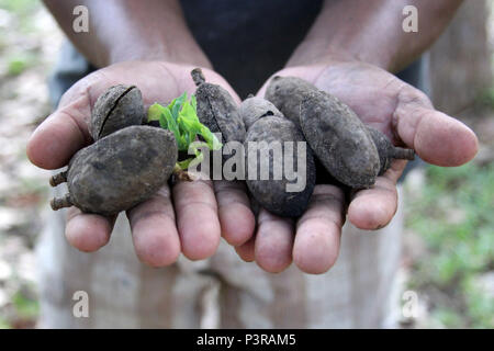 Semente de cumaru hi-res stock photography and images - Alamy