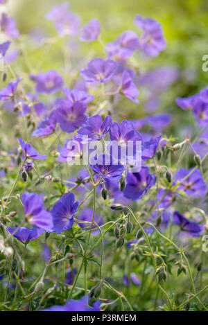 Beautiful summer flowering blue geranium flowers also known as Cranesbills Stock Photo