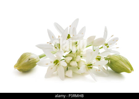 wild garlic flowers isolated on white background Stock Photo