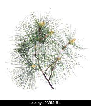 Swiss stone pine branch isolated on white Stock Photo