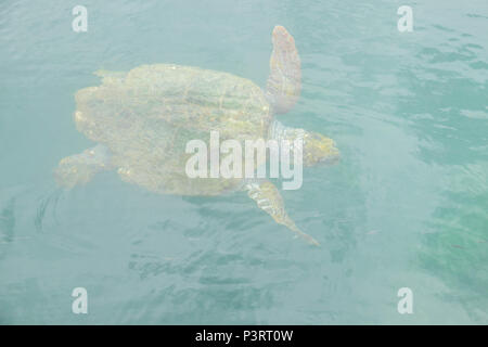 Giant sea turtle swimming in the harbour at argostoli. Stock Photo