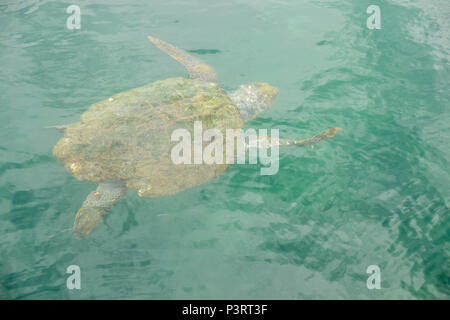 Giant sea turtle swimming in the harbour at argostoli. Stock Photo