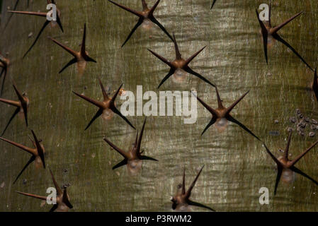 Close up of the thorns of a Pachypodium plant Stock Photo