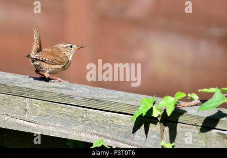Wren (Troglodytes troglodytes) on a garden fence, carrying an insect, heading for its nest