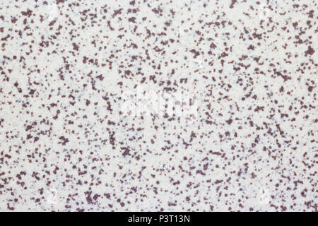 The texture of a light stone surface is made up of dark brown spots and dots. Studio macro shot Stock Photo