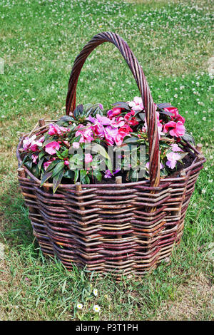 In a large wicker basket, which is located on a lawn with daisies, pink flowers grow. Sunny June day rural landscape Stock Photo