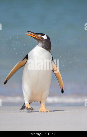 Gentoo Penguin (Pygoscelis papua) shaking off water on beach, Bleaker Island, Falkland Islands
