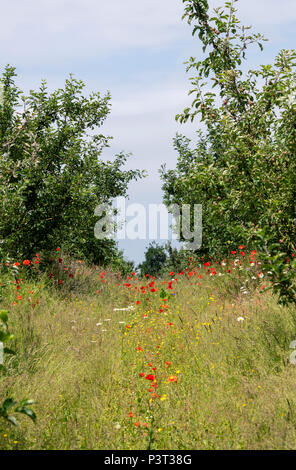 RHS Wisley Surrey apple orchard Stock Photo - Alamy