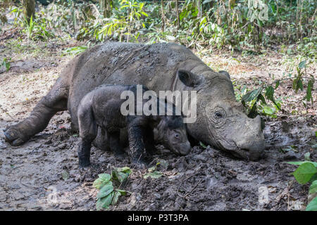 Sumatran Rhinoceros (Dicerorhinus sumatrensis) female eating leaves