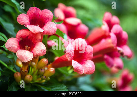 Campsis radicans Trumpet vine pale red flowers detail beautiful bloom Stock Photo