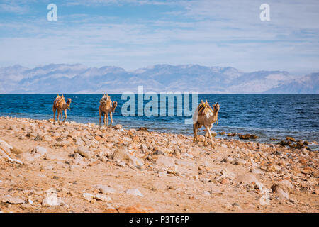 Camels on beach coast Sinai, Egypt, Africa Stock Photo
