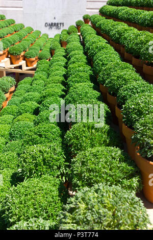 Potted basil plants traditionally given as gifts or used to decorate the home in Porto around St. John's Eve (Festa de Sao Joao do Porto). Midsummer. Stock Photo