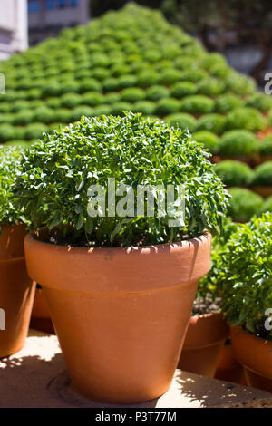 Potted basil plants traditionally given as gifts or used to decorate the home in Porto around St. John's Eve (Festa de Sao Joao do Porto). Midsummer. Stock Photo