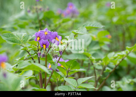 Solanum tuberosum ‘Sarpo Blue Danube’. Potato ‘Sarpo Blue Danube’ flower in june. UK Stock Photo