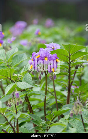 Solanum tuberosum ‘Sarpo Blue Danube’. Potato ‘Sarpo Blue Danube’ flower in june. UK Stock Photo