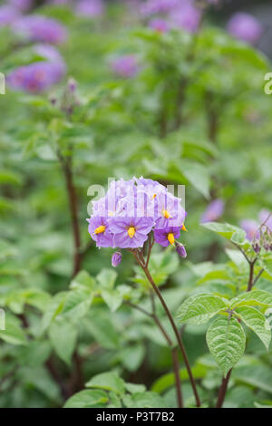 Solanum tuberosum ‘Sarpo Blue Danube’. Potato ‘Sarpo Blue Danube’ flower in june. UK Stock Photo