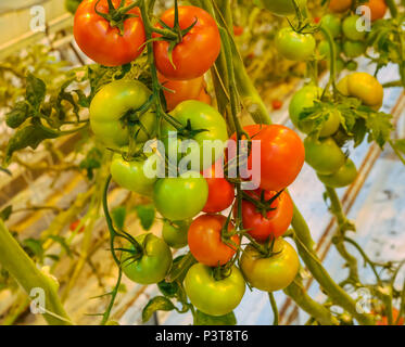 Close up of redand green tomatoes, ripe and unripe tomatoes growing on a vine in a greenhouse, Golden Circle, Iceland Stock Photo