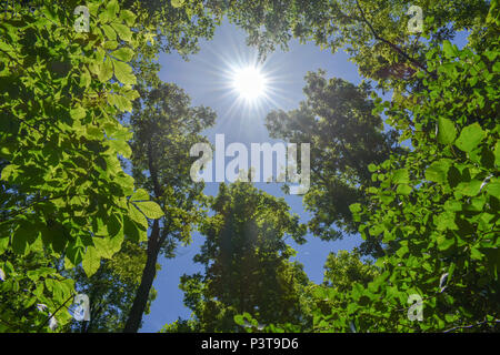 Sun shining through the canopy Stock Photo