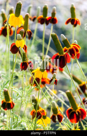 Upright prairie coneflower or Mexican Hat, Ratibida columnifera Pulcherrima, Flower bokeh Stock Photo