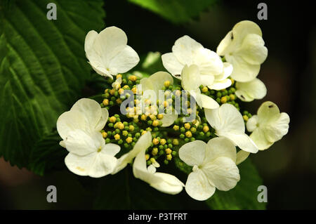 close-up of white blossom of hydrangea petioloaris, the climbing hortensia Stock Photo