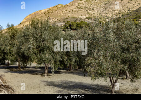 Olea europaea, Olive trees in the Almanzora Valley, Almeria province, Andalusia, Spain Stock Photo