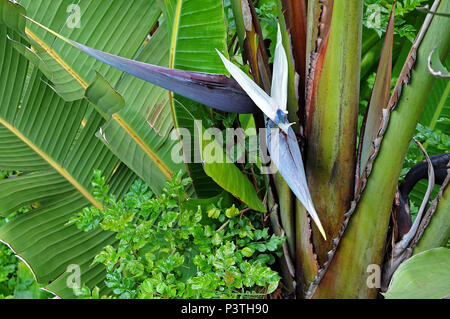 flower and leaves of a wild banana, the giant white bird of paradise, a banana-like plant of strelitzia family Stock Photo